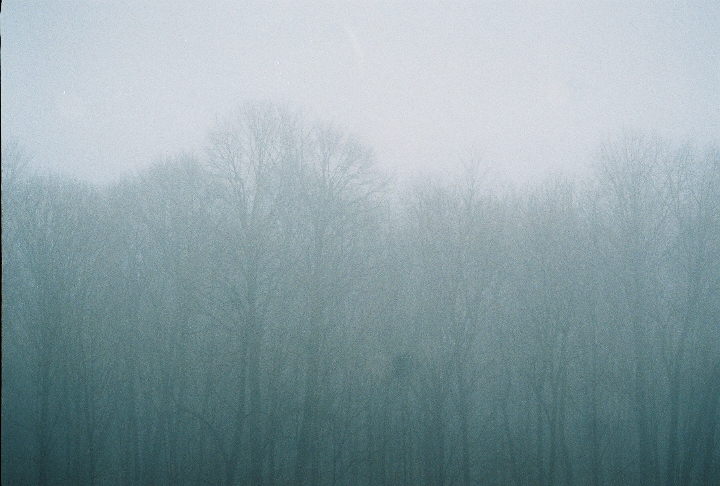 [Trees-in-Fog_Jan2008.JPG]