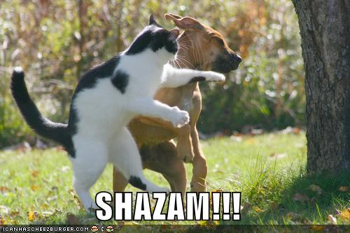 [funny-pictures-cat-punches-dog.jpg]