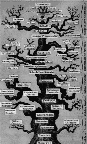 [Haeckel's_tree.jpg]