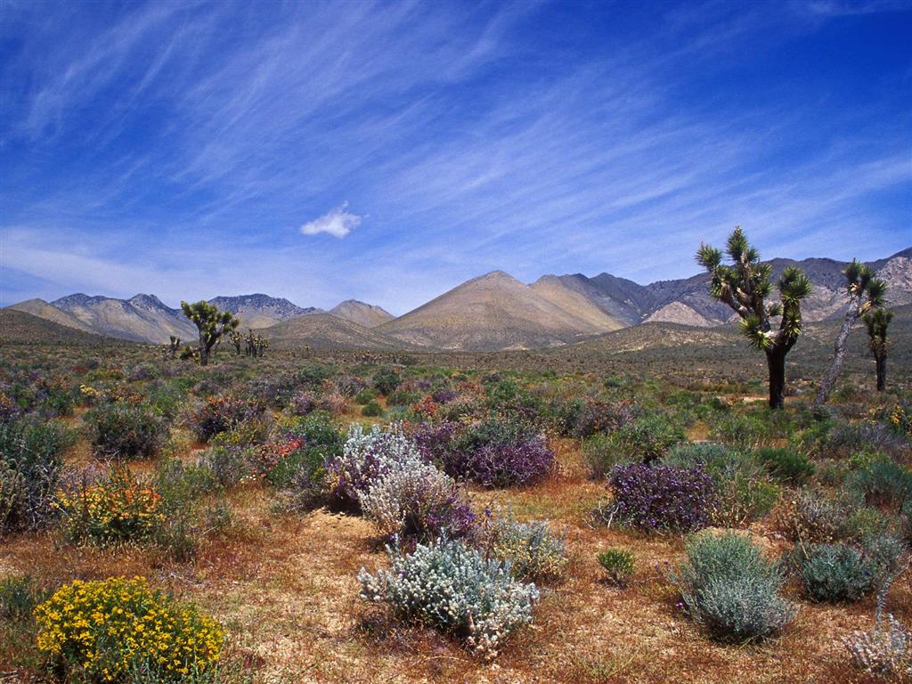 [2007021403191604_Desert Bloom, California Desert Conservation Are.jpg]