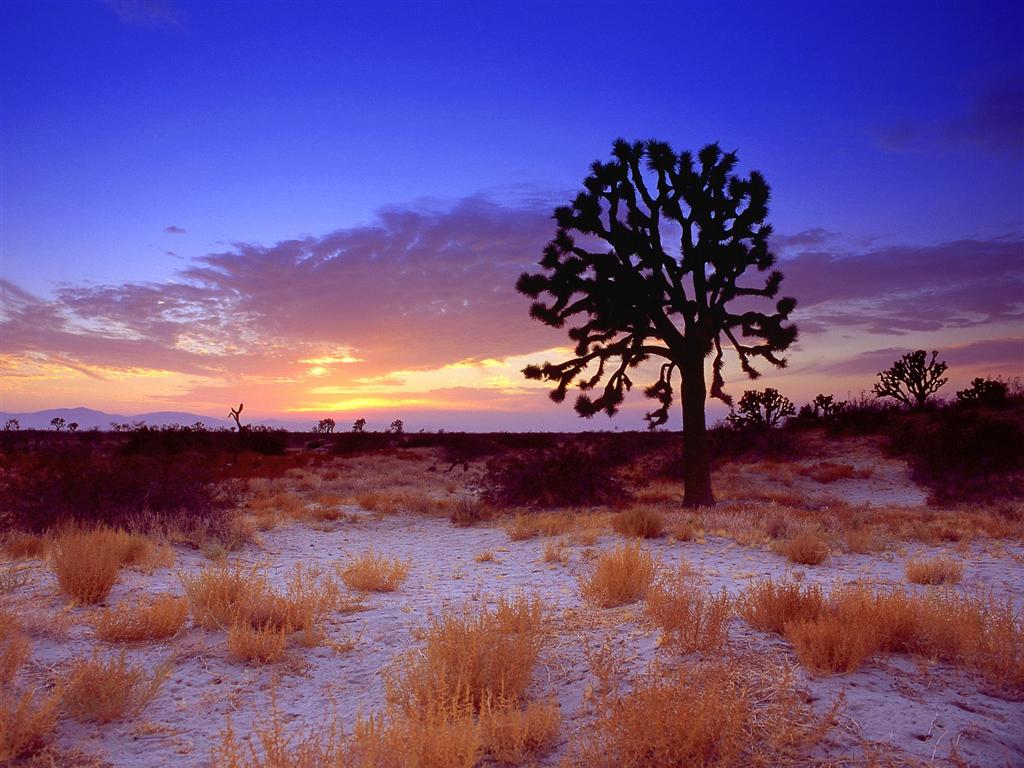 [2007021403192411_Joshua Tree Sunset, Mojave Desert, California - .jpg]