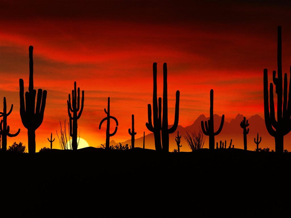 [2007021403193418_Saguaros, Sonoran Desert, Arizona - 1600x1200 - .jpg]