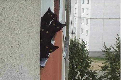 [ninjacats.jpg]