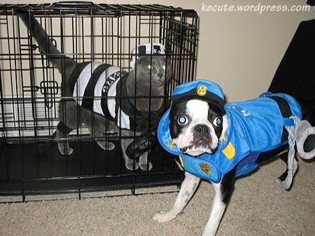 [dog-cat-jail.jpg]