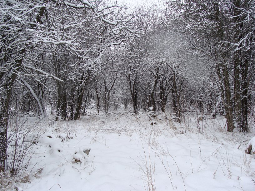 Snowy woods