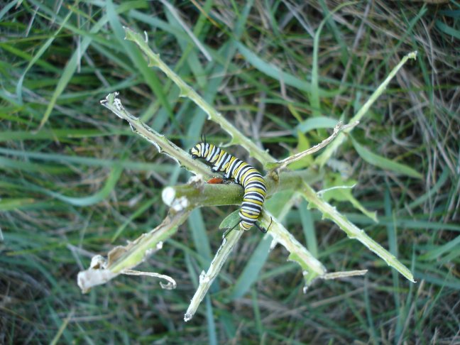 Monarch caterpillar on milkweed