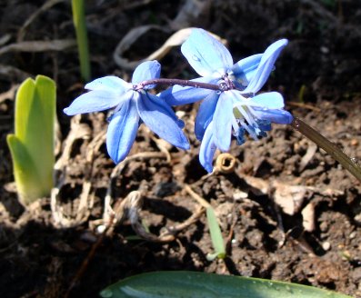 Scilla flowers and iris shoot