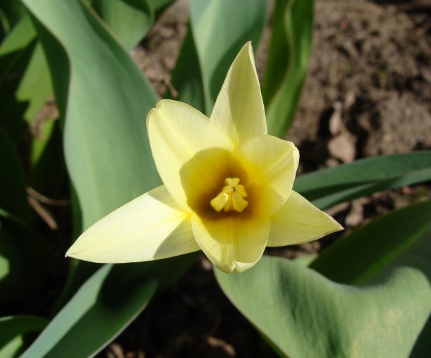 Small yellow tulip