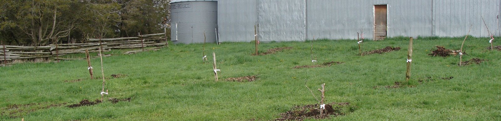 Orchard, the day after planting, 4 May 2008