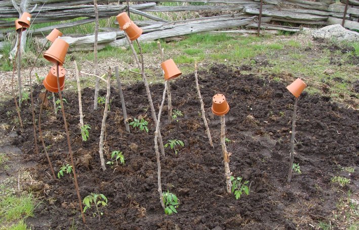 Tomatoes in the soil