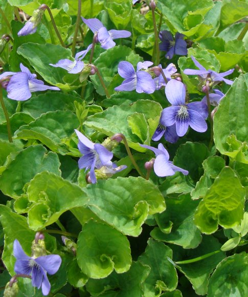 [northern_blue_violets.jpg]