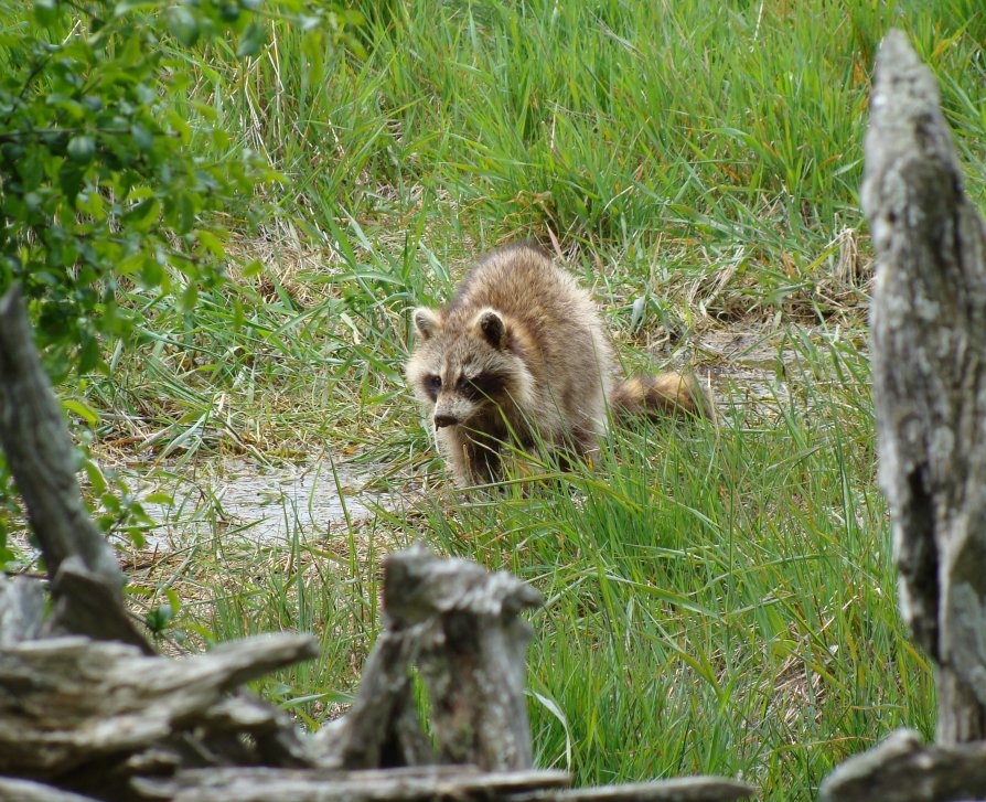 Head-on view of racoon