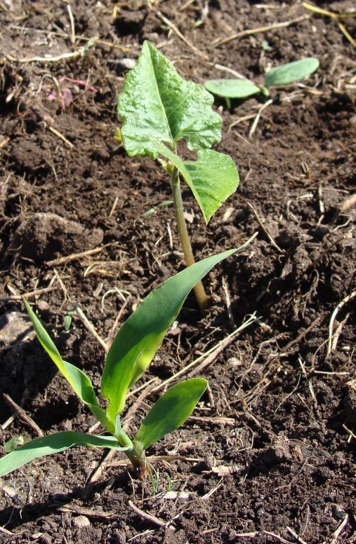 Corn, bean and squash seedlings