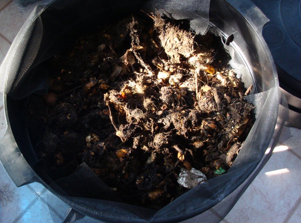 Partially-rotted compost in wormery