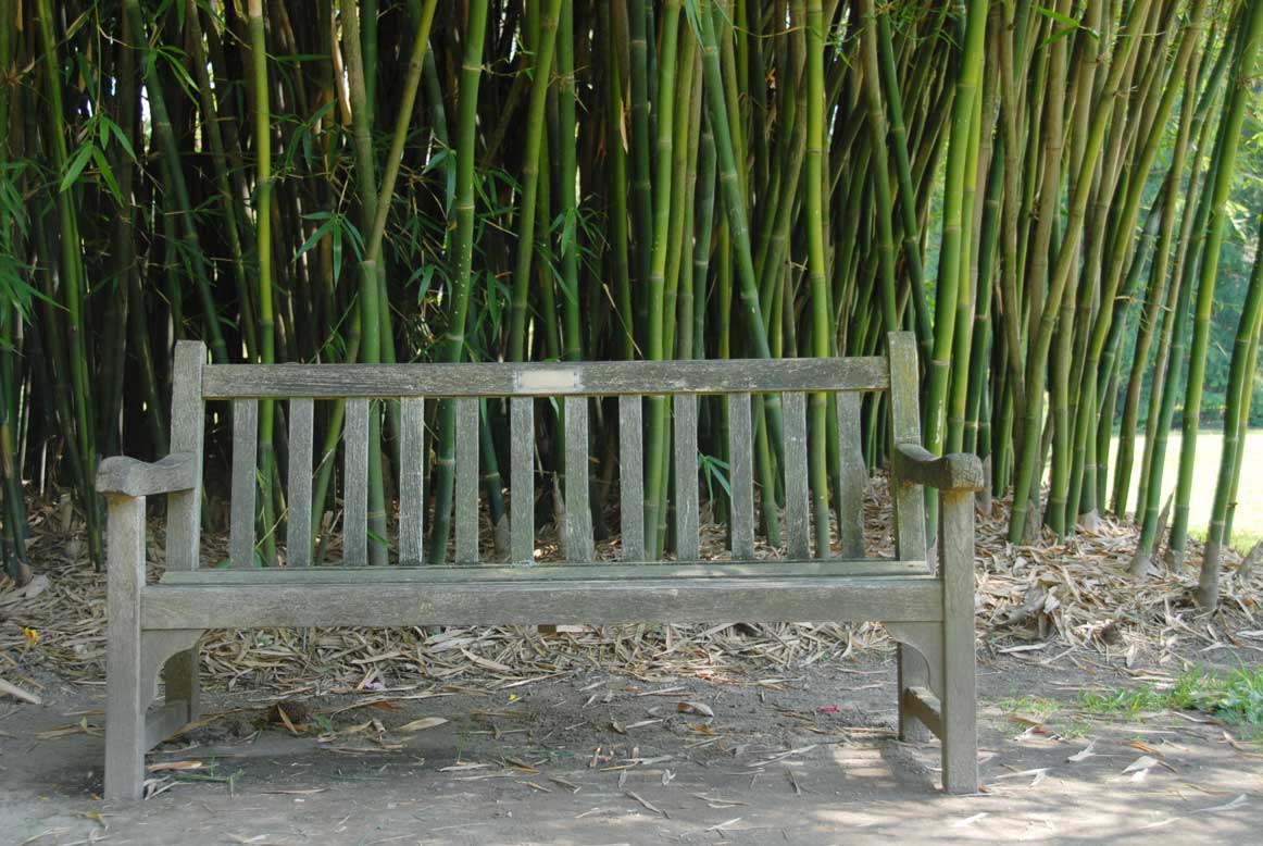 [bench_among_bamboo.jpg]
