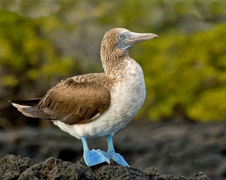 [Blue-footed+Booby+sm.jpg]