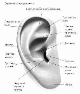 болезни ушей