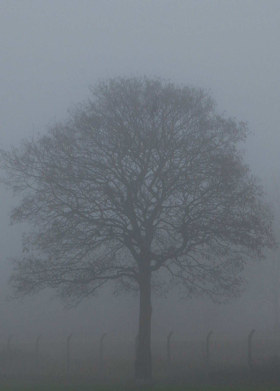 [foggy+tree.jpg]
