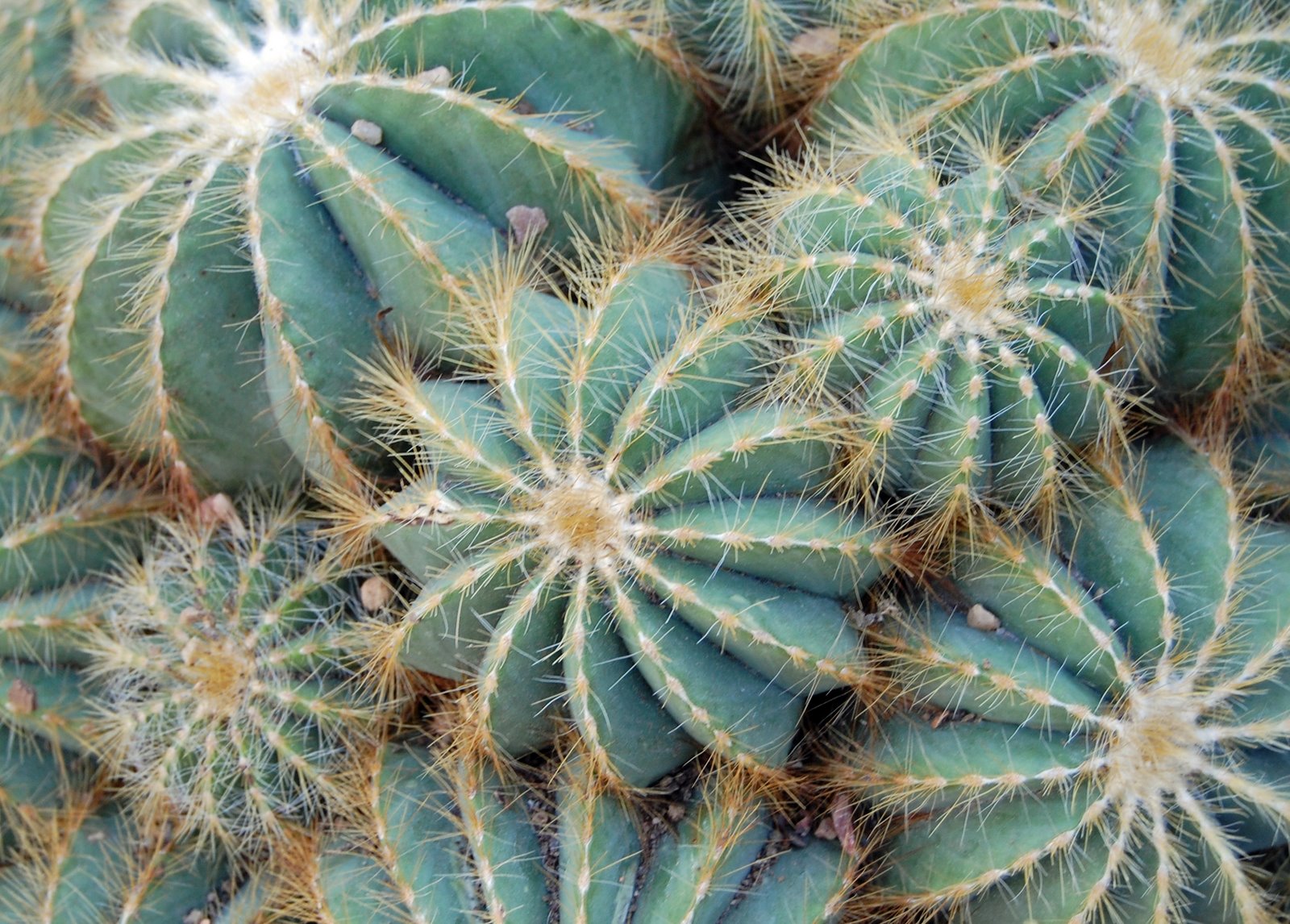 [cactus2.jpg]