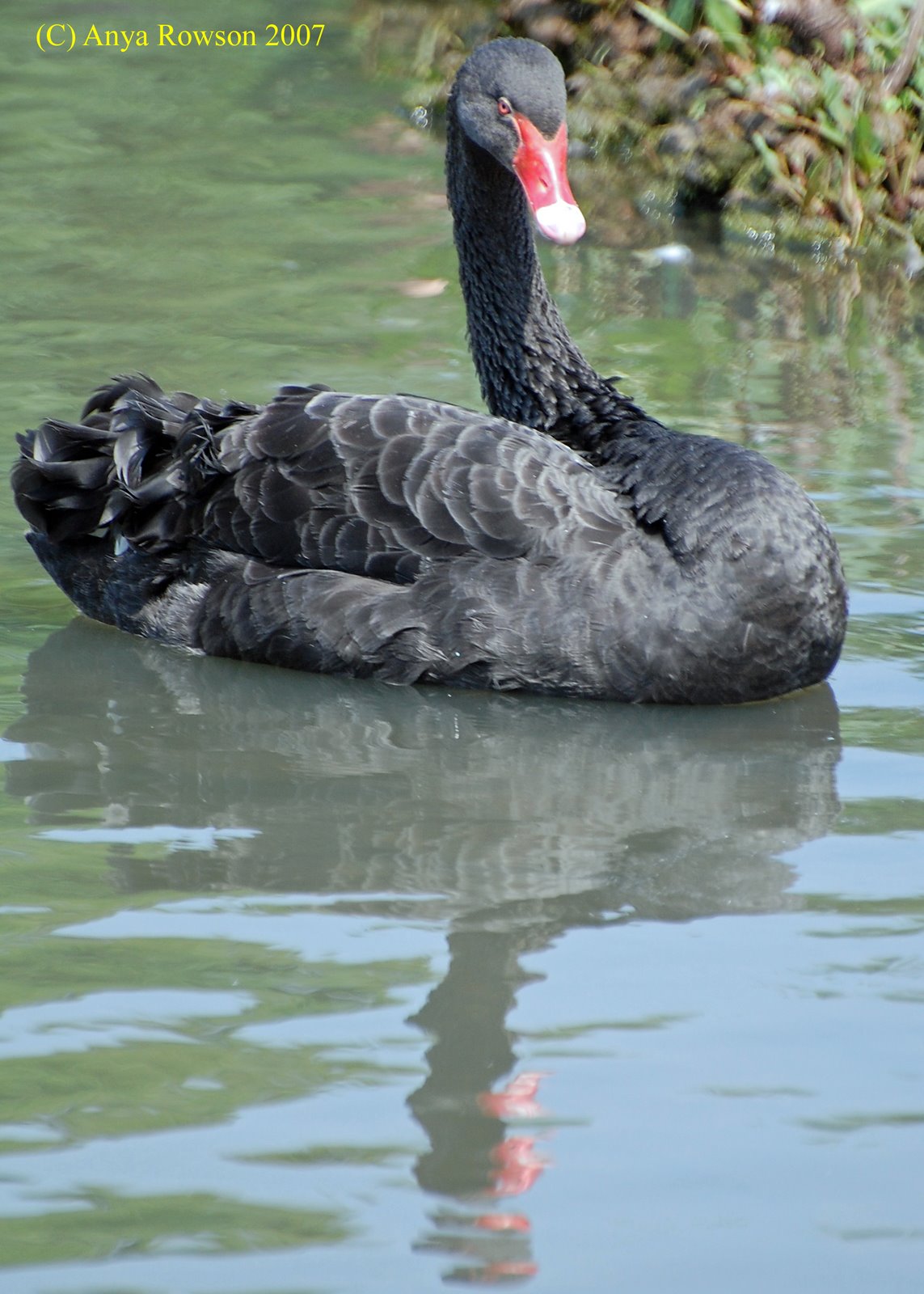 [black+swan+copy.jpg]
