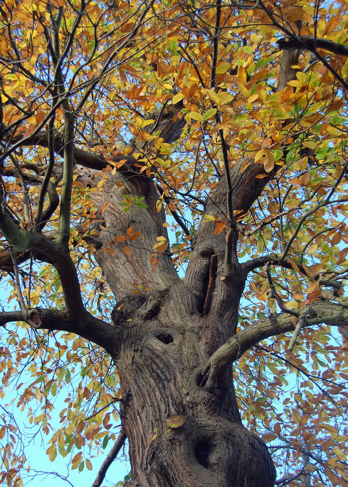 [autumn+tree+2.jpg]
