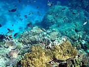 [180px-Coral_reefs_in_papua_new_guinea.jpg]
