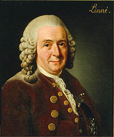 [230px-Carolus_Linnaeus.jpg]