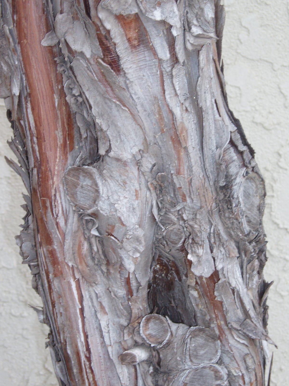 [tree+bark.JPG]