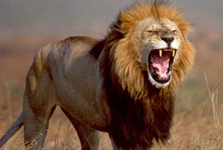 [top10_deadly_african_lion2.jpg]