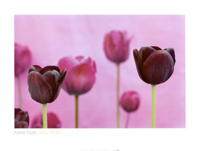[Tulips-Posters.jpg]