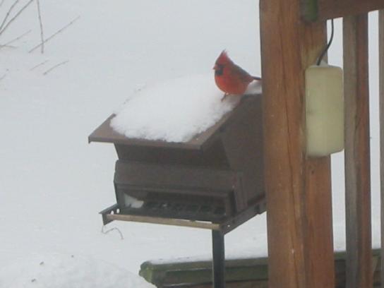 [bird+in+snow.jpg]