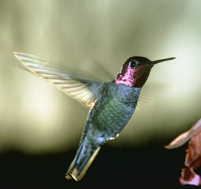 [gtotem_hummingbird.jpg]