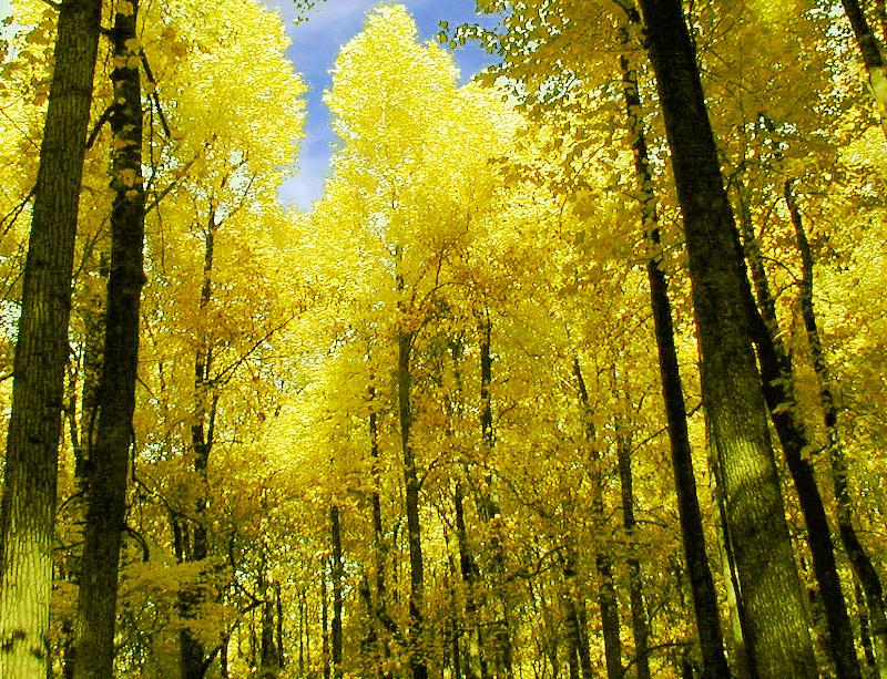 [fall+forest.jpg]