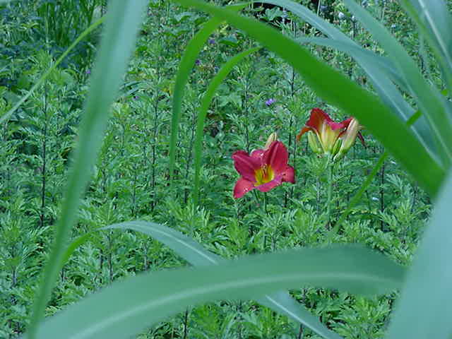 [red+lillies+of+the+field.JPG]