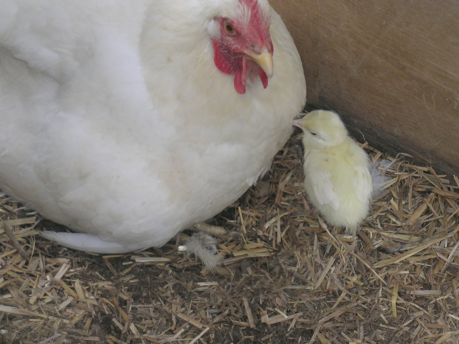 [peachick+and+adopted+mom.jpg]