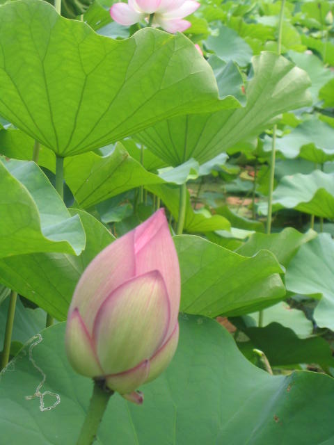 [KAG+lotus+blossom.JPG]