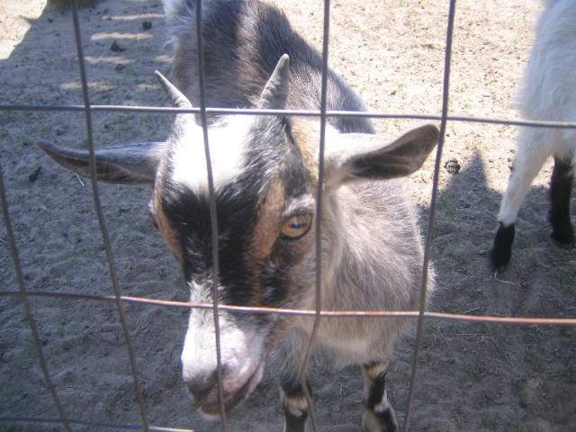 [goat2.JPG]