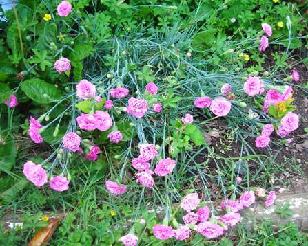 [pinkcarnations.JPG]