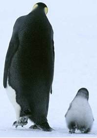 [march_penguins.bmp]