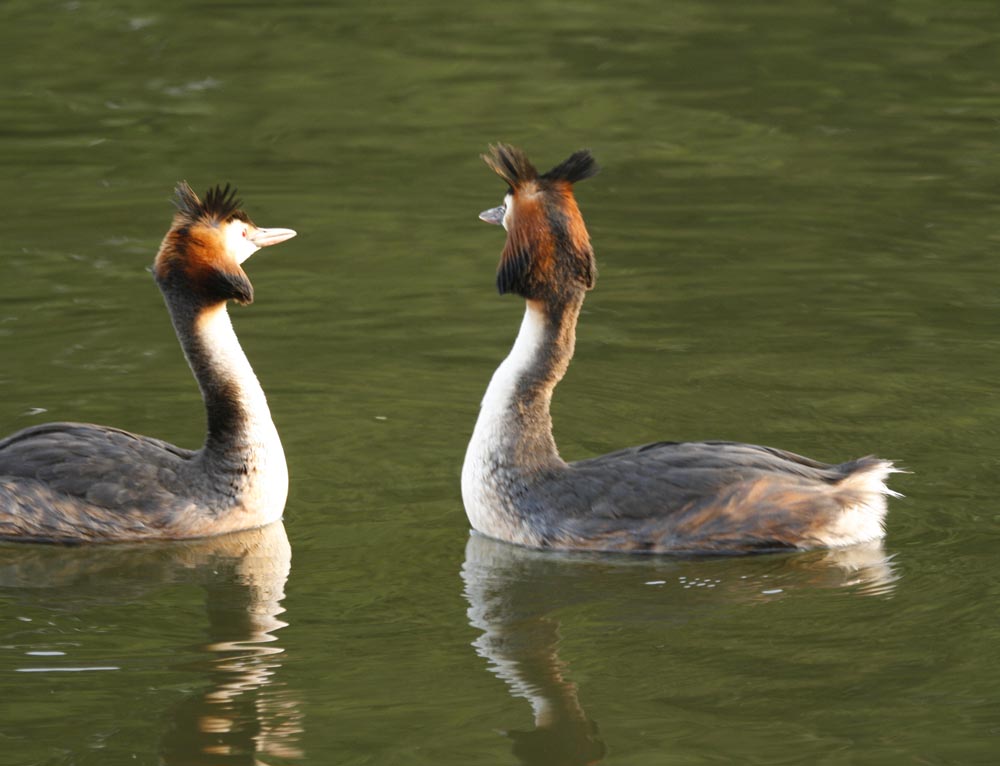 [grebes+courting.jpg]