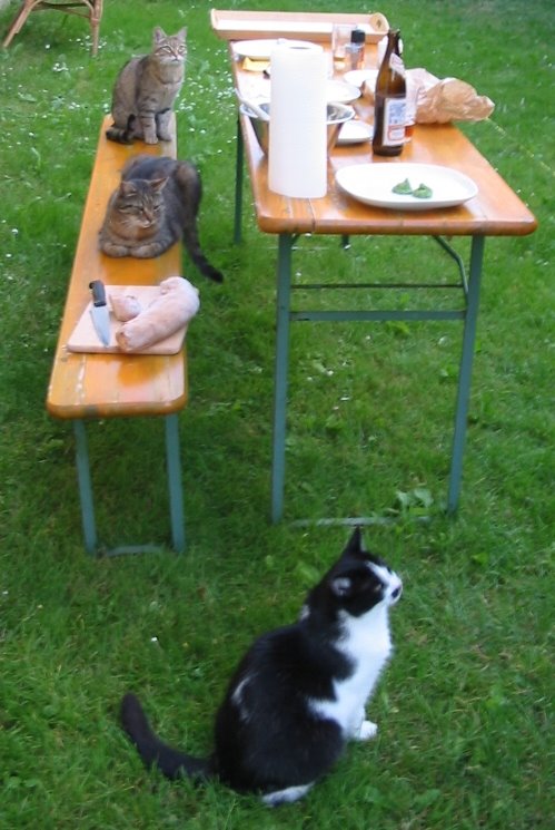 [Grillvorbereitungen+mit+Katzen.jpg]