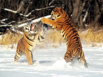 [pelea-tigres.jpg]