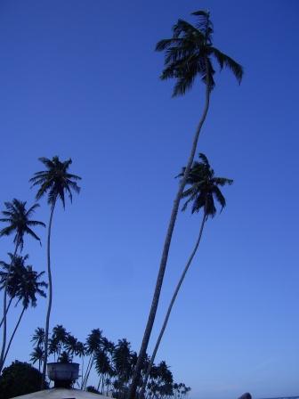[palm+trees.jpg]