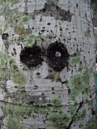 [smiley+tree.jpg]
