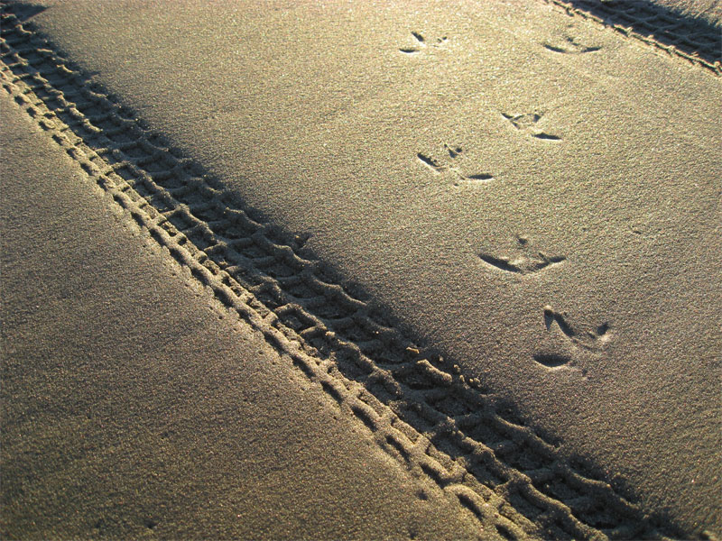[Blog-Sand-Tracks.jpg]