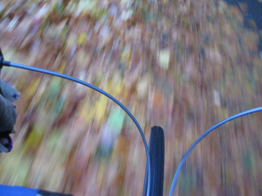 [Blog-Road-of-Leaves.jpg]