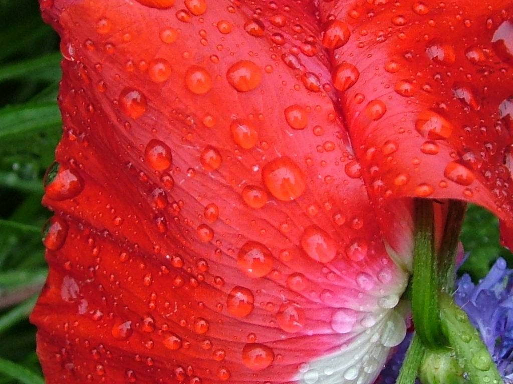 [flower-after-rain.jpg]