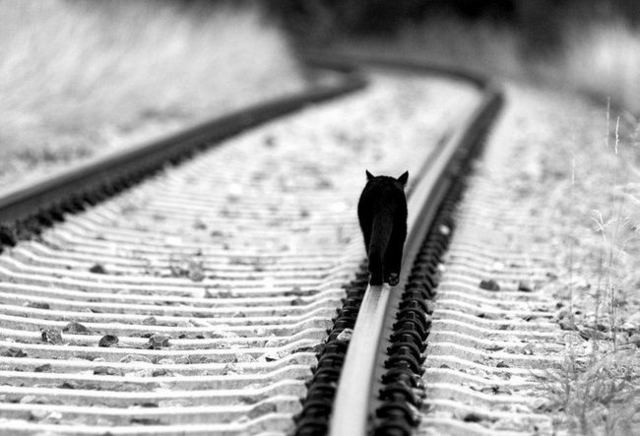[blog+bw+black+cat+on+the+road.jpg]