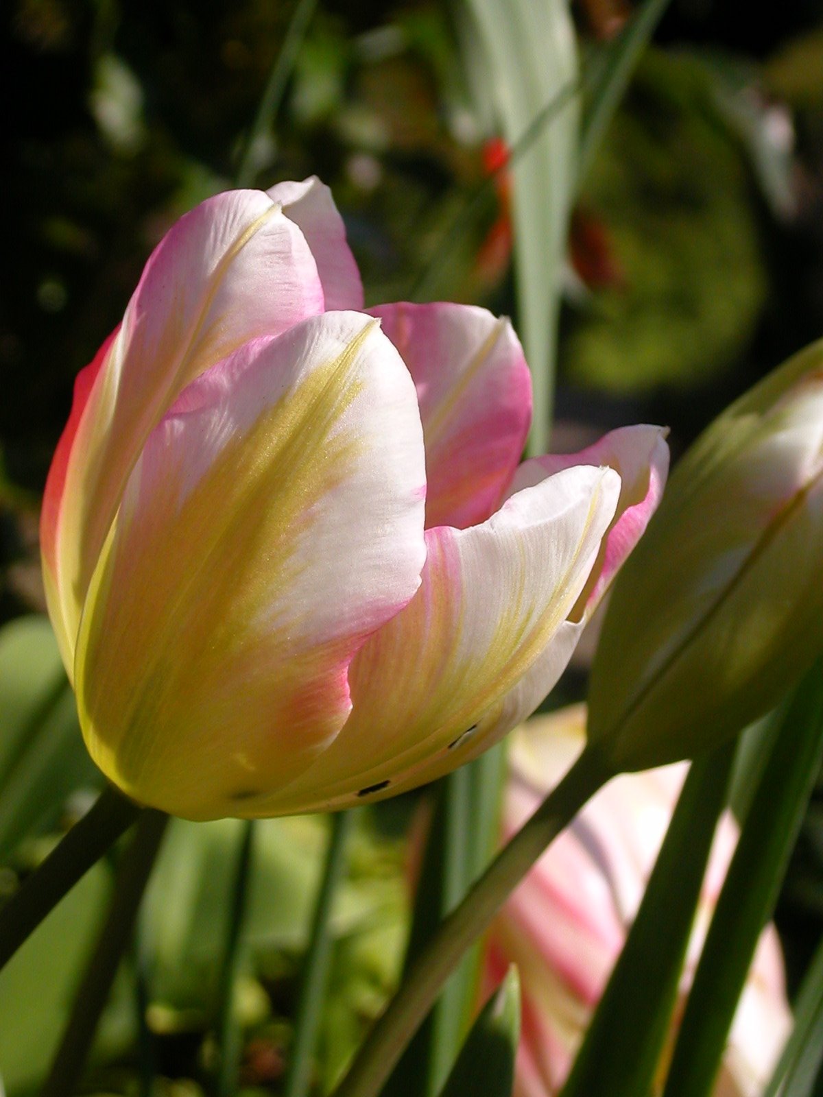 [April+3,+Pink+tulip+in+sun.JPG]