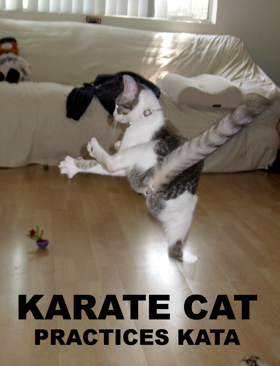 [Karate+Cat.jpg]